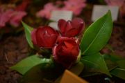 camelias2020-1
