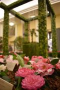 camelias2020-2