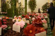 camelias2020-3