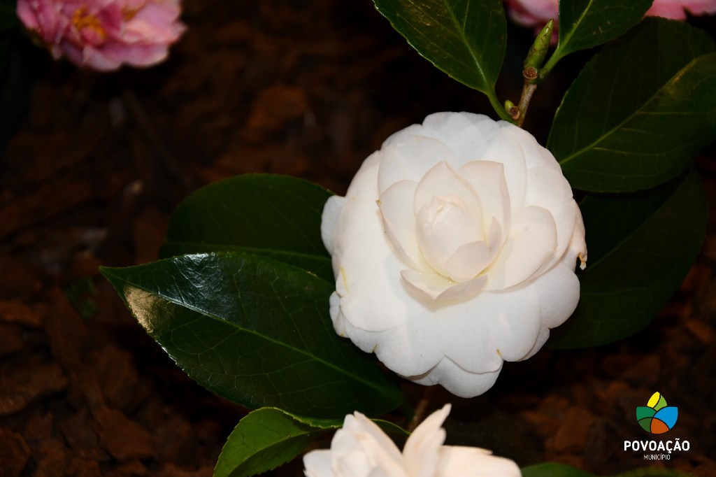 Exposição de Camélias_2023_64