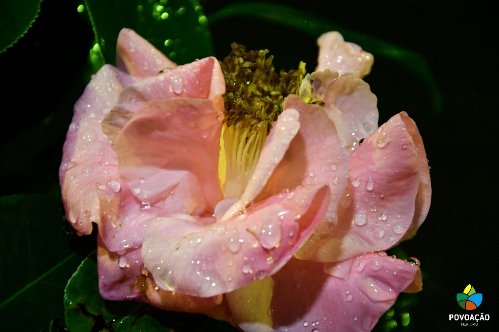 XX exposição das camélias_ dia 25_2024_111